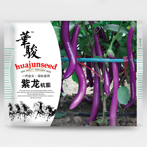 Purple Pleasure: Hangzhou Eggplant Seeds - Slim and Tasty
