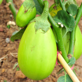 Xi'an Green Allure: Unveiling the Green Eggplant Seeds