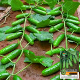 Compact and Tasty: No-Stake Mini Cucumber Varieties