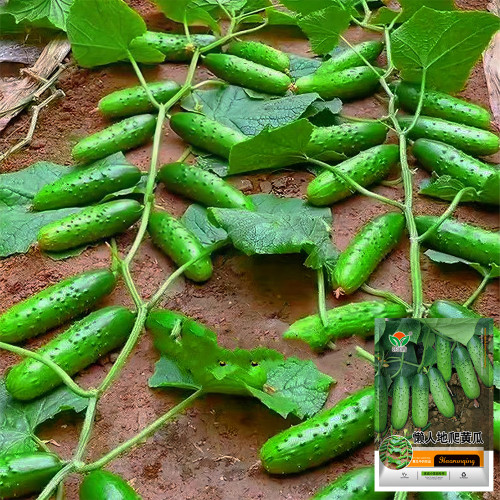 Compact and Tasty: No-Stake Mini Cucumber Varieties