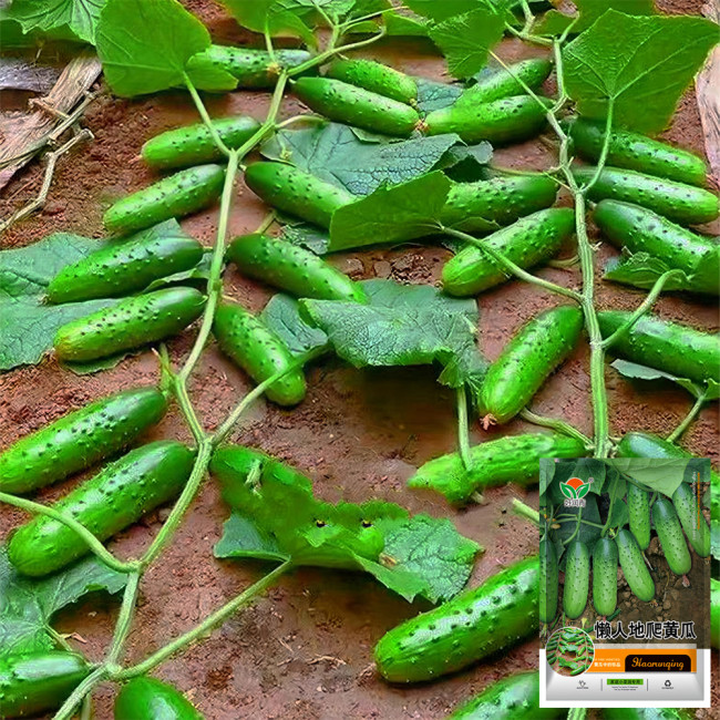 Compact and Tasty: No-Stake Mini Cucumber Varieties