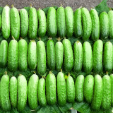 Compact and Tasty: No-Stake Mini Cucumber Varieties