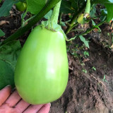 Xi'an Green Allure: Unveiling the Green Eggplant Seeds