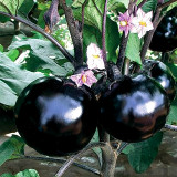 Garden Noir: Explore the World of Black Round Eggplant Seeds