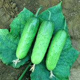 Compact and Tasty: No-Stake Mini Cucumber Varieties