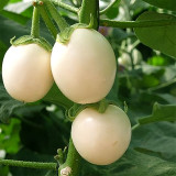 Cultivate Charm: 'White Baby' Round Eggplant Seeds
