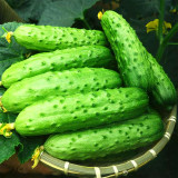 Golden Crisp Bites: Drought-Tolerant Cucumber Seeds for Raw Pleasure