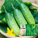 Golden Crisp Bites: Drought-Tolerant Cucumber Seeds for Raw Pleasure