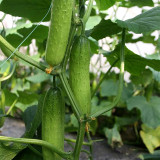 Golden Crisp Bites: Drought-Tolerant Cucumber Seeds for Raw Pleasure