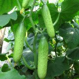 Hanging Beauty: Tangshan's Autumn Cucumber Seeds