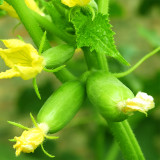 Tiny Elegance Fruits: Miniature Butter Thumb Cucumber Seeds, Sweet and Crisp