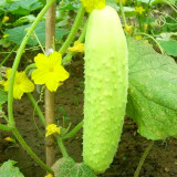 Crisp White Cucumber with Spiky Vines