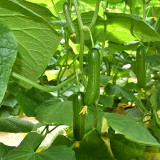 Jewel of the Netherlands – Thornless Cucumber Seeds
