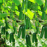 Jewel of the Netherlands – Thornless Cucumber Seeds