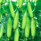 Hanging Beauty: Tangshan's Autumn Cucumber Seeds