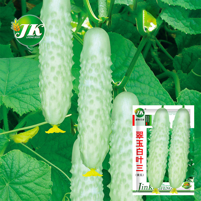 Crisp White Cucumber with Spiky Vines