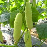 Crisp White Cucumber with Spiky Vines