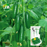 Jewel of the Netherlands – Thornless Cucumber Seeds