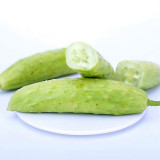 Crisp White Cucumber with Spiky Vines