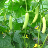 Crisp White Cucumber with Spiky Vines