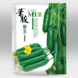 Jewel of the Netherlands – Thornless Cucumber Seeds