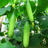 Hanging Beauty: Tangshan's Autumn Cucumber Seeds