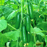 Jewel of the Netherlands – Thornless Cucumber Seeds