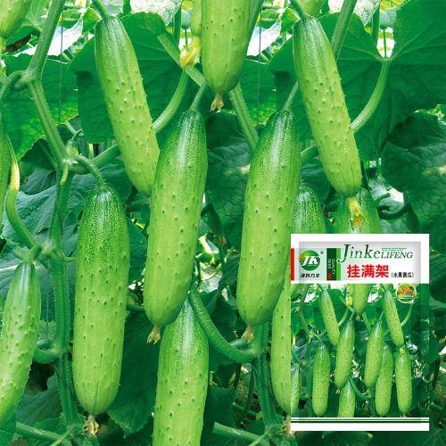 Hanging Beauty: Tangshan's Autumn Cucumber Seeds