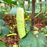 Crisp White Cucumber with Spiky Vines