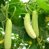 Crisp White Cucumber with Spiky Vines