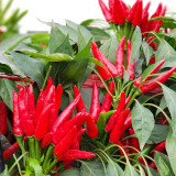 Chao Tian Blaze: Red Cluster Pepper Seeds