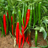 Flame-kissed Delight: Exquisite Red Cayenne Seeds