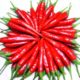 Chao Tian Blaze: Red Cluster Pepper Seeds