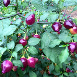 Culinary Kaleidoscope: Guangxi Five-Color Capsicum Seeds