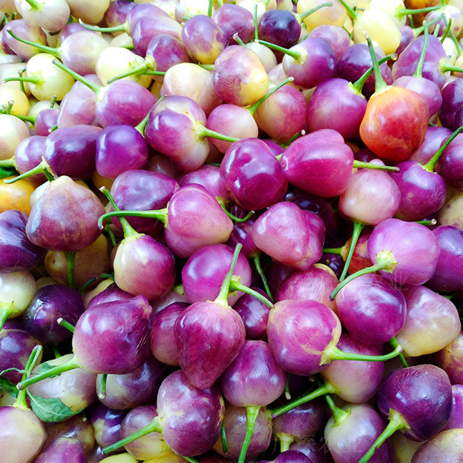 Culinary Kaleidoscope: Guangxi Five-Color Capsicum Seeds