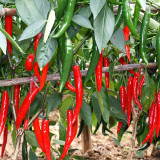 Flame-kissed Delight: Exquisite Red Cayenne Seeds