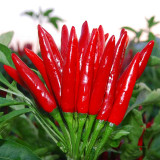 Chao Tian Blaze: Red Cluster Pepper Seeds