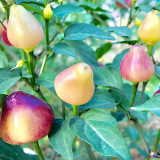 Culinary Kaleidoscope: Guangxi Five-Color Capsicum Seeds