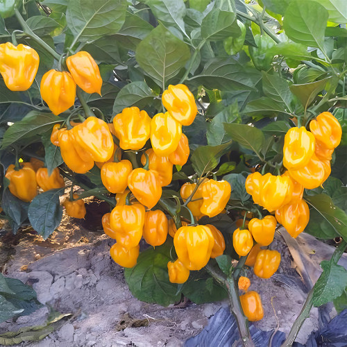 Hybrid F1 Yellow Devil Pepper & Chilli Seeds