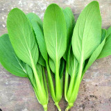 Pak Choi  Seeds