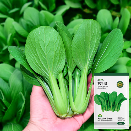 Pak Choi  Seeds