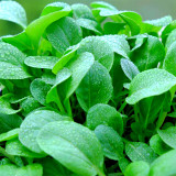Pak Choi  Seeds