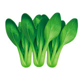 Pak Choi  Seeds
