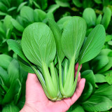 Pak Choi  Seeds