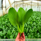 Pak Choi  Seeds