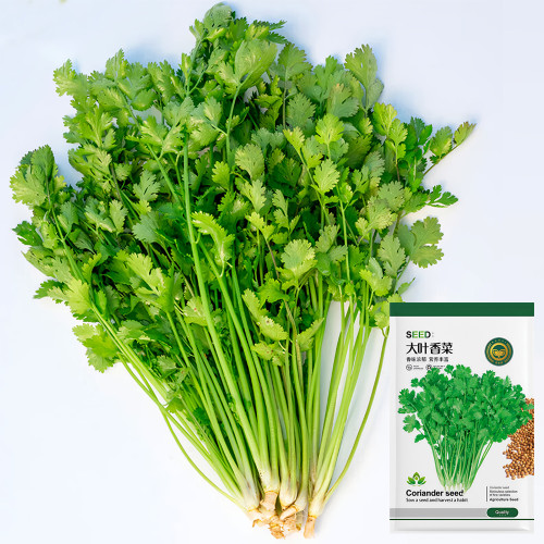 Jingyan® Organic Coriander Seeds