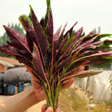 Edible Amaranth Seeds, Red Fine-leaved Vegetables