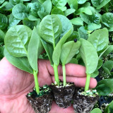 Basella alba Green Malabar spinach Seeds