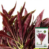 Edible Amaranth Seeds, Red Fine-leaved Vegetables
