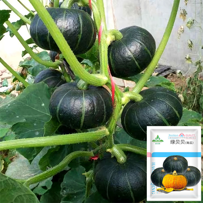 'Green Baby' Small Pumpkin Seeds